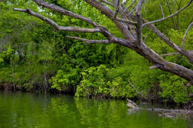 Nehirdeki güzel yeşil ağaç