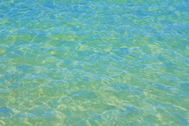 Plajda palmiye ağaçları ve deniz