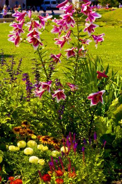 Bahçedeki çiçekler