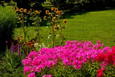 Bahçedeki çiçekler