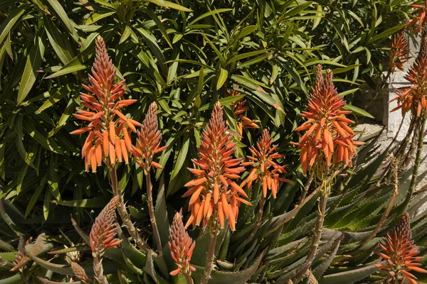 Pomarańczowe Kwiaty Dużej Rośliny Aloesu Chorwacji — Zdjęcie stockowe