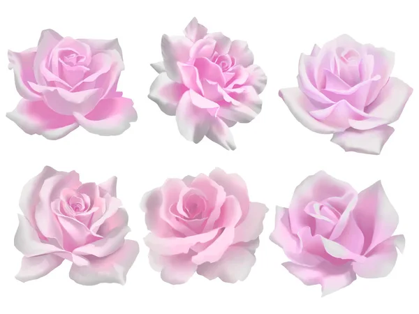 Rosa Rose Blume Isolierte Sammlung — Stockfoto