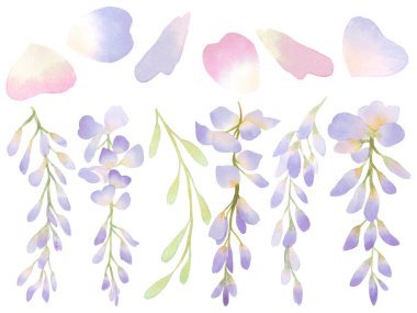 Güzel suluboya Wisteria çiçek tomurcuğu taçyaprağı resmetme Pembe ve Mor pastel renk buket yaprak doğulu beyaz arka plan elementleri