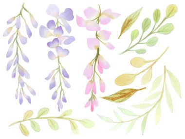 Güzel suluboya Wisteria çiçek tomurcuğu taçyaprağı resmetme Pembe ve Mor pastel renk buket yaprak doğulu beyaz arka plan elementleri