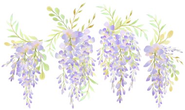Wisteria çiçeği, randevu davetiyesini ya da tebrik kartını kaydet. El çizimi suluboya, beyaz arkaplanda izole edilmiş resim