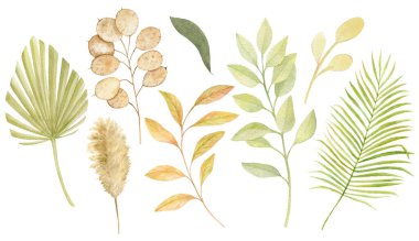 Watercolor tropical clipart with leaves, Pampas grass, dry plants, cotton. Exotic set of natural leaves Hand painted watercolor. Botanical hand drawn illustration
