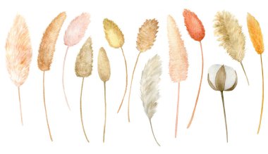 Luxurious beige and brown trendy design banner frame. Pastel Pampas and Cotton plants leaf Watercolor illustration Wedding card decoration. Elements isolated on white