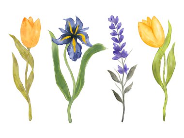 Suluboya Paskalya vahşi alanı botanik yaprak yaprakları düzenleme süsleme el çizim elementi beyaz arkaplanda izole