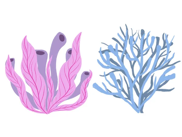 Растения Кораллового Рифа Красочная Иллюстрация Природы Каракули Элементы Изолированы Белом — стоковое фото
