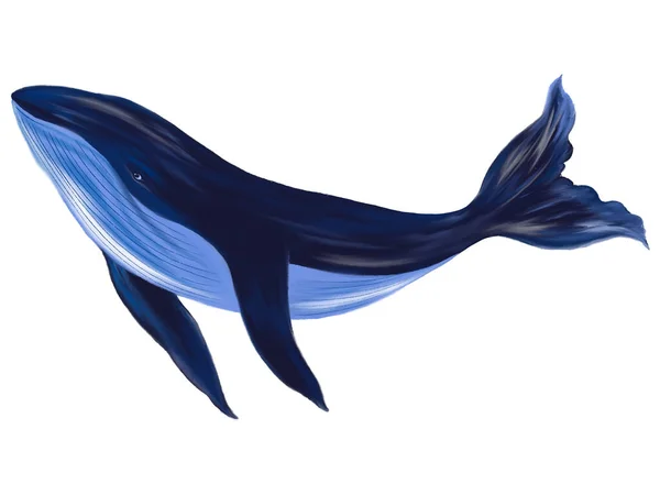 Rysunek Wielorybów Elementy Farby Ilustracji Pod Oceanem Morskim — Zdjęcie stockowe