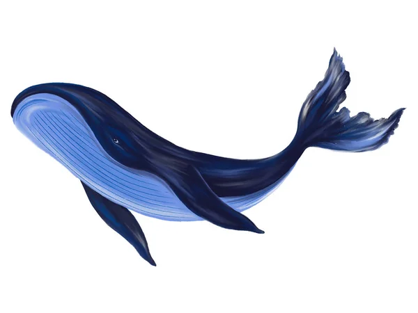 Кит Рисует Элементы Краски Иллюстрации Океаном — стоковое фото