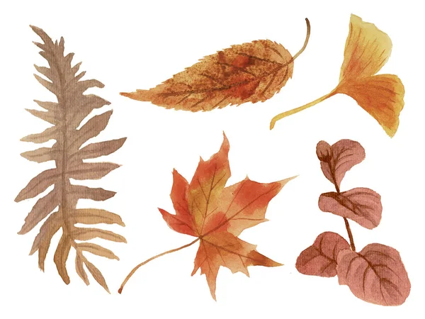 Akwarela Ilustracja Malarstwo Rysunek Sezonowy Kwiat Dyni Liści Pojedynczy Element — Zdjęcie stockowe