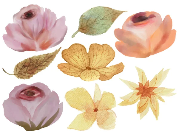 Akvarell Elemek Elszigetelt Fehér Háttér Ősz Évszak Tök Virág Botanikai — Stock Fotó