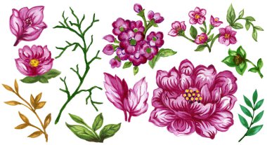 Suluboya gouache illüstrasyon retro antik gül şakayıkları çiçek açan izole elementler