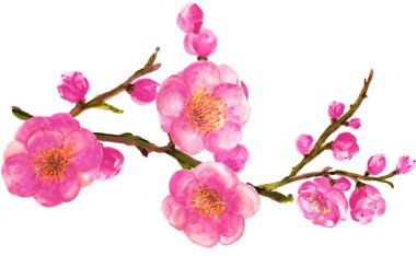 Çin çiçek unsurlarının suluboya bitkisel çelenk çizimi. Yapraklar ve çiçekli pembe çiçek koleksiyonu. Beyaz arka planda izole edilmiş çiçek demeti.