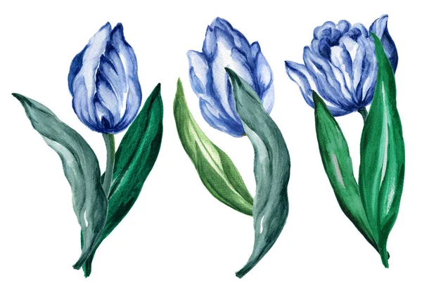 Illustrazione Acquerello Tulipani Collezione Foglie Botaniche Set Composizioni Foglie Selvatiche Foto Stock Royalty Free