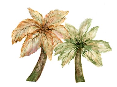 Beyaz arkaplanda izole edilmiş palmiye ağacı el boyası çizimi