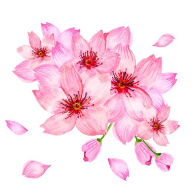 Kağıt duvar kâğıdı davetli el boyası için beyaz arka planda izole edilmiş pembe kiraz çiçeği sakura mevsimi çiçekleri.