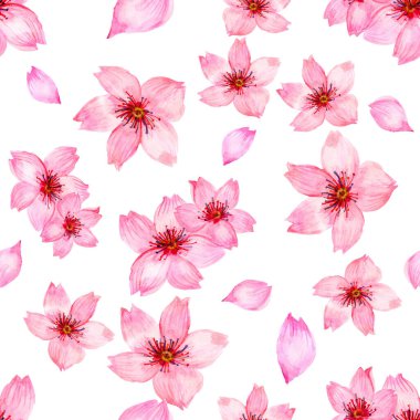 Kağıt duvar kâğıdı davetli el boyası için beyaz arka planda izole edilmiş pembe kiraz çiçeği sakura mevsimi çiçekleri.