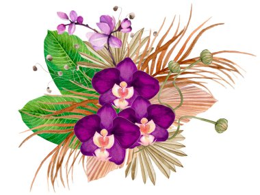 Orkideler çiçek seti. Tropik bitkiler, orkide flora suluboya çizim, botanik resim, el çizimi.