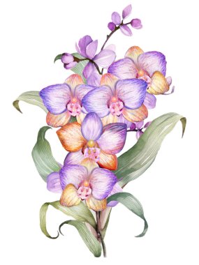 Orkide çiçekleri suluboya beyaz arka planda izole edilmiştir. Güzel çiçekler ve resim çizimi