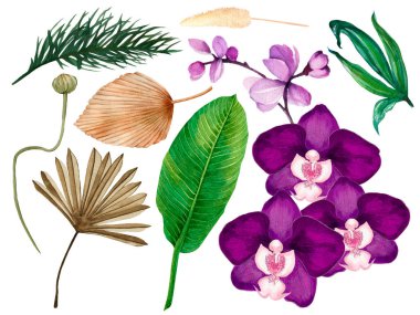 İzole edilmiş beyaz bir zemin üzerinde mor orkideler, botanik çizimler. Çiçekli suluboya resim, tropikal çiçekler 