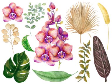 Beyaz arkaplanda tropikal orkide seti suluboya, illüstrasyon, botanik resim, çizim