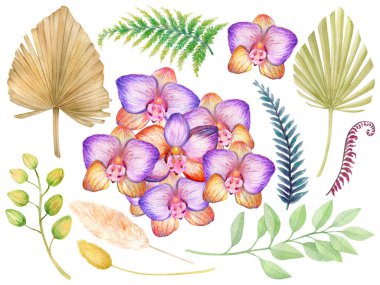 Orkide çiçekleri suluboya beyaz arka planda izole edilmiştir. Güzel çiçekler, kurutulmuş palmiye çizimleri.