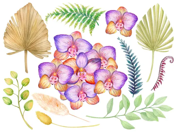 Orkide çiçekleri suluboya beyaz arka planda izole edilmiştir. Güzel çiçekler, kurutulmuş palmiye çizimleri.