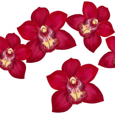 Kusursuz desenli suluboya kırmızı orkideler çiçekli arka plan botanik duvar kağıdı çiziyor. Tekstil, duvar kâğıdı ve ambalaj için kırsal biçim