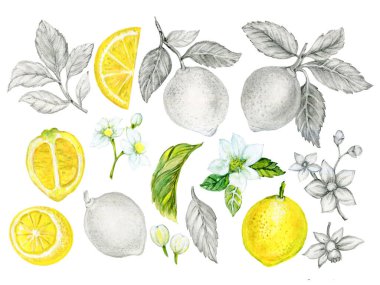 Yeşil yapraklı limon sarısı ve beyaz arka planda izole edilmiş tropikal taze meyve dilimi.