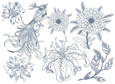 Bu botanik illüstrasyon güzel bir özelliktir. Lily, Dahlia, Kasımpatı, soyut çiçek. Küçük bir kuş.