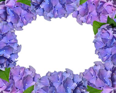 Beyaz arkaplanda mavi ve mor ortanca (hortensiya) çiçek çerçevesi.