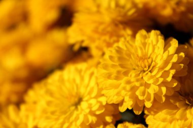 Sarı kasımpatıların arkaplanı parlak güneş ışığında kapanır. Bahçede sonbahar çiçekleri. Yumuşak odak, güneşin sıcak ışınları, tam çerçeve. Doğal sonbahar arkaplanı
