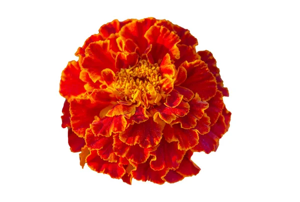 Красивый Красный Цветок Мэриголд Tagetes Patula Изолирован Белом Фоне Вырезкой — стоковое фото
