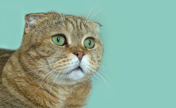 Gato Dourado Escocês Fold Bonito Animal Estimação Fundo Verde Claro — Fotografia de Stock
