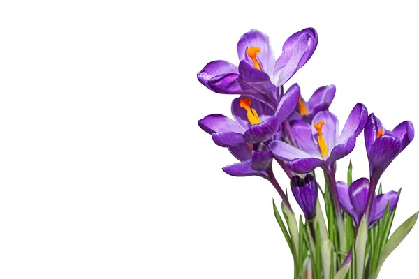 Crocus Flowers Stem Leaves Isolated White Background Copy Space Spring — Stock Photo, Image