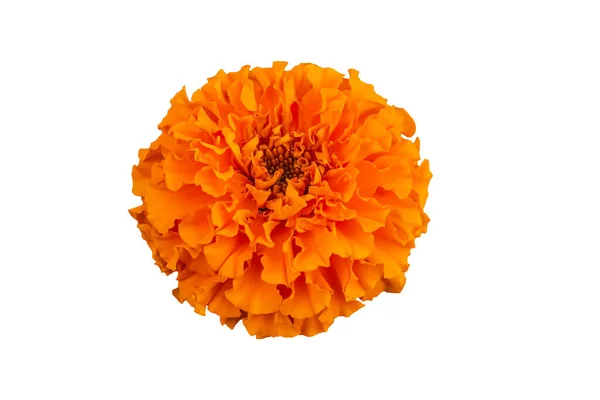 Gyönyörű Narancs Marigold Virág Elszigetelt Fehér Háttér Nyírás Útvonal — Stock Fotó