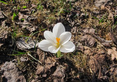 Tek kişilik White Crocus. Parkta çiçek açan güzel Beyaz Crocus Çiçeği. Bahar çiçeği