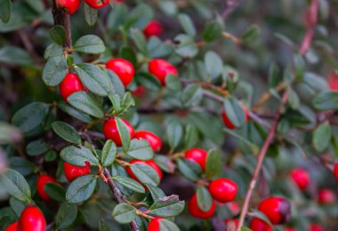 Cotoneaster Horizontalis Branch with Red Berries Natural Background with soft focus. clipart