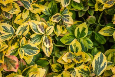 Euonymus Fortunei Zümrüt ve altın işlemeli yapraklar, sarı ve yeşil yaprak, süs dalları, yeşillik arka plan. Euonymus falının parlak sarı yaprakları Zümrüt ve Altın arka plan.
