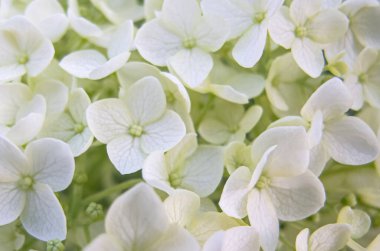 Güzel Beyaz Ortanca panikleyerek çiçek açar. Yakından. Yumuşak odaklanma. Hassas Romantik Çiçek Arkaplanı