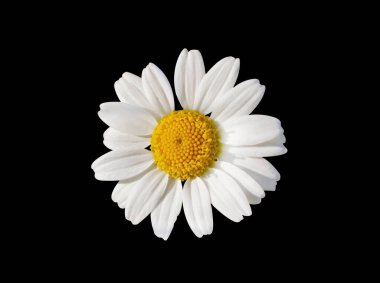 Beyaz Papatya Çiçeği siyah arka planda izole edilmiş. Kırpma maskesi ile nesne.
