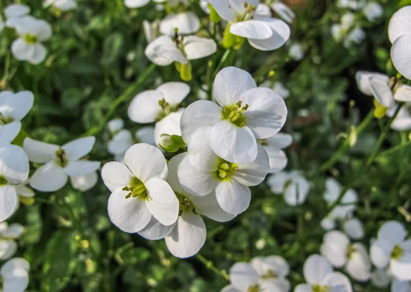 Mountain Rock Cress Schneehaube, Latince adı Arap alpina subsp. Caucasica Schneehaube Arap alpina Snowcap. Beyaz Arabistan Kafkasya Küçük Hazine Çiçeği arka planı.
