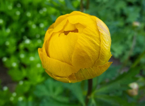 Közelkép Egy Gyönyörű Sárga Ranunculus Rügyről Mezőn Perzsa Boglárka Virág — Stock Fotó