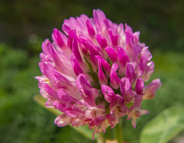 Close up of Pink Red Clover Flower in Green Blurred Background. Red Clover Flower Macro