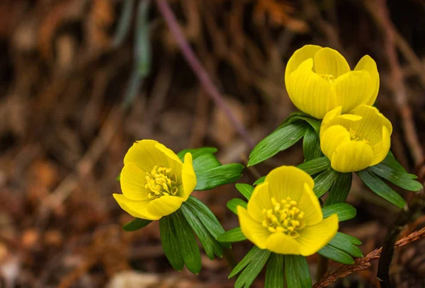 Első Tavaszi Virágok Téltemető Téltemető Növény Található Európában Amely Boglárkafélék — Stock Fotó