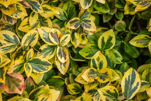 Euonymus Fortunei Emeralnd Φύλλα Ποικιλίας Χρυσού Κίτρινα Και Πράσινα Φύλλα — Φωτογραφία Αρχείου