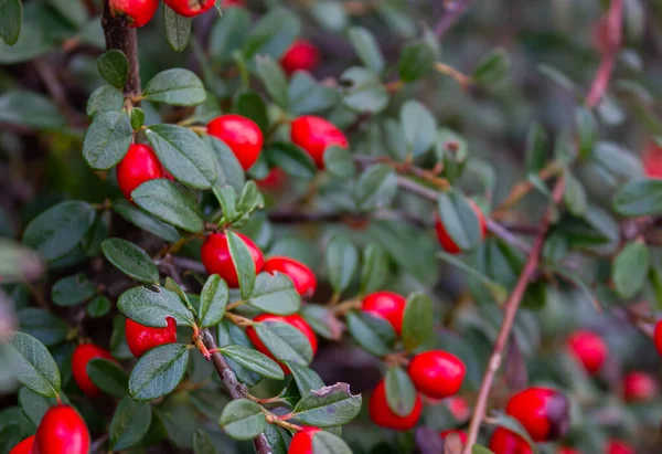 Cotoneaster Horizontalis Branch Red Berries Natural Background Soft Focus — 스톡 사진