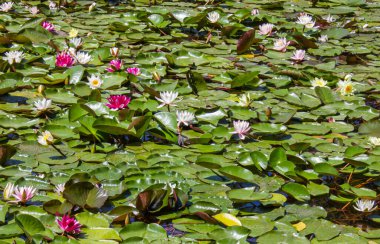 Beyaz ve pembe nilüfer çiçekleri ve sulu yapraklar göl yüzeyinde. Beyaz ve pembe nilüfer çiçeği arkaplanı.